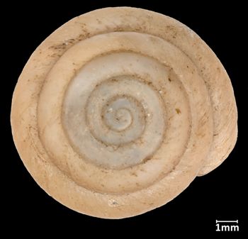 Media type: image;   Malacology 169408 Aspect: apical